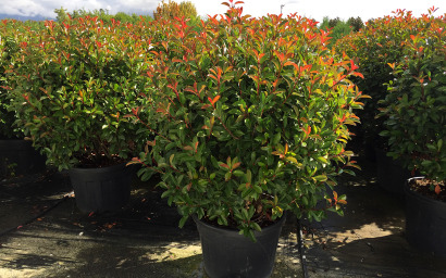 photinia fraseri red robin